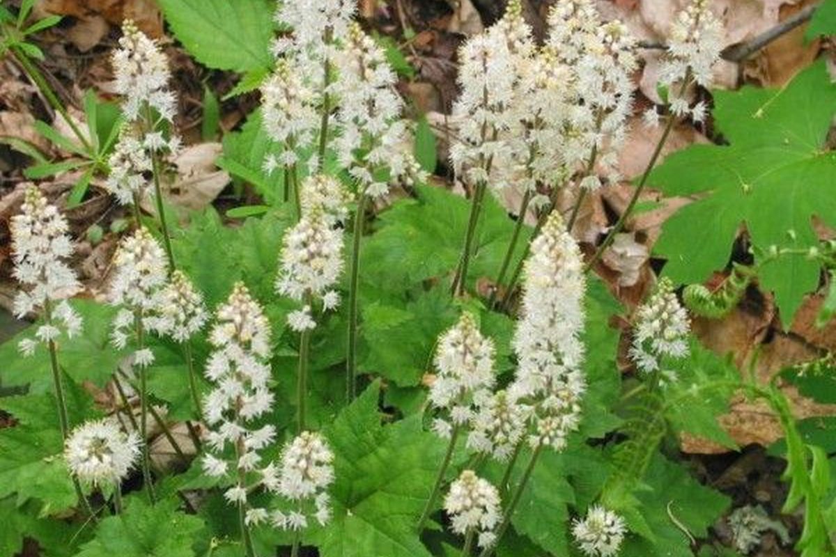 Rönsytiarella