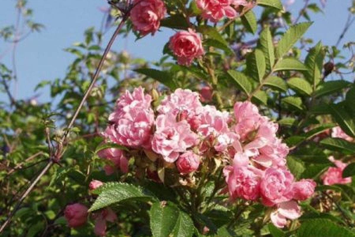 Rugosa 'F.J. Grootendorst'