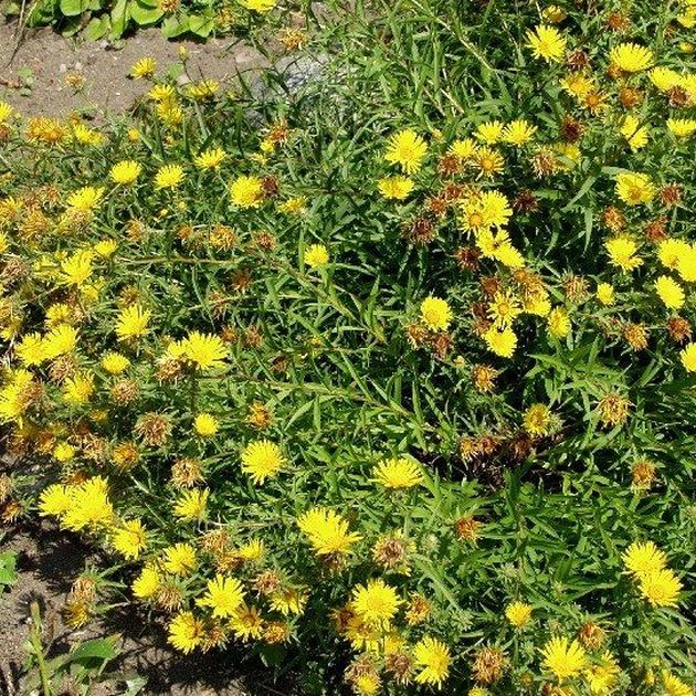 Inula Ensifolia, Miekkahirvenjuuri / Vuorelan Puutarha Oy, Rauma