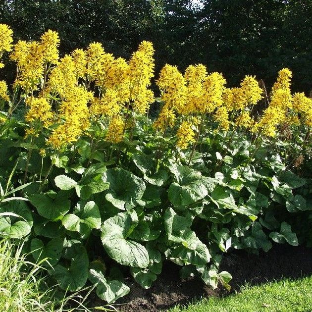 Ligularia Hessei, Soihtunauhus / Vuorelan Puutarha Oy, Rauma