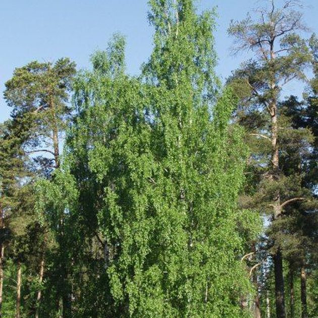 Betula Pendula (verrucosa), Rauduskoivu / Vuorelan Puutarha Oy, Rauma