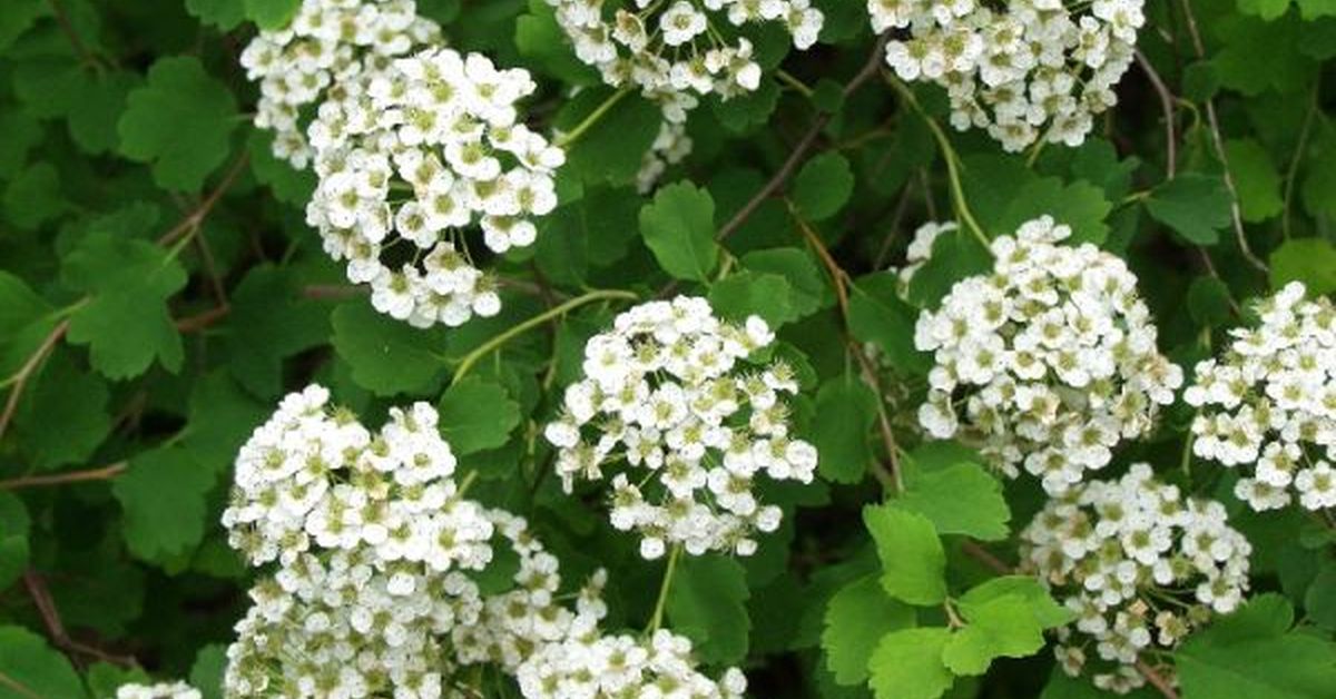 Спирея трехлопастная spiraea trilobata фото