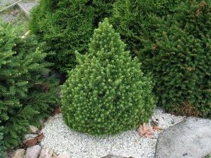 Kääpiövalkokuusi Kääpiövalkokuusi