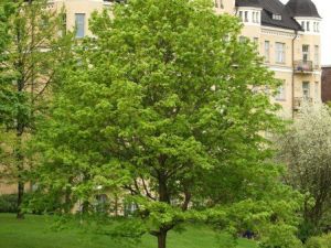 Metsävaahtera Metsävaahtera
