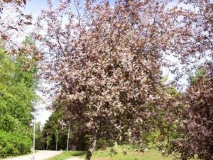 Purppuratuomi Purppuratuomi